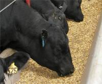 DDGs-feeding cattle2